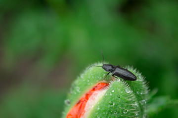 drops of rain on a poppy bud, on which a beetle, close-up