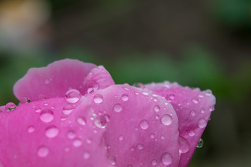 drops of rain on the folded pink petals of a rose flower, close up
