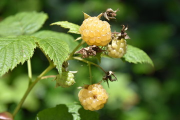 gelbe Himbeeren