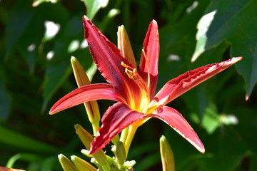 Hemerocallis Hybride 'Crimson Pirate' © Andrea