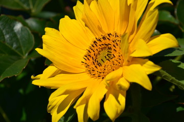 Sonnenblume