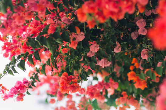 nature poster. blooming buganvilla in the garden