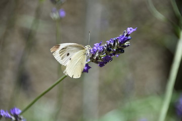 Lavendel mit Schmetterling Kleiner Kohl-Weißling