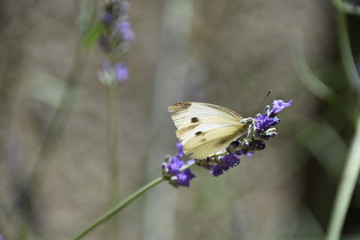 Schmetterling auf Blume