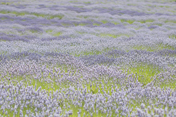 Obraz premium Rolling fields of Lavender blooms