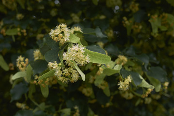 tilia blossom