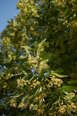 tilia blossom