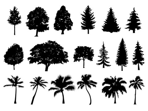 Trees set silhouette. Coniferous forest. Isolated tree on white background. Palm. vector illustration.