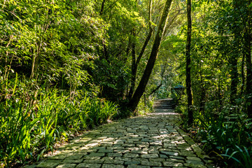 Path through the forest