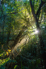Beautiful sunbeam through the jungle