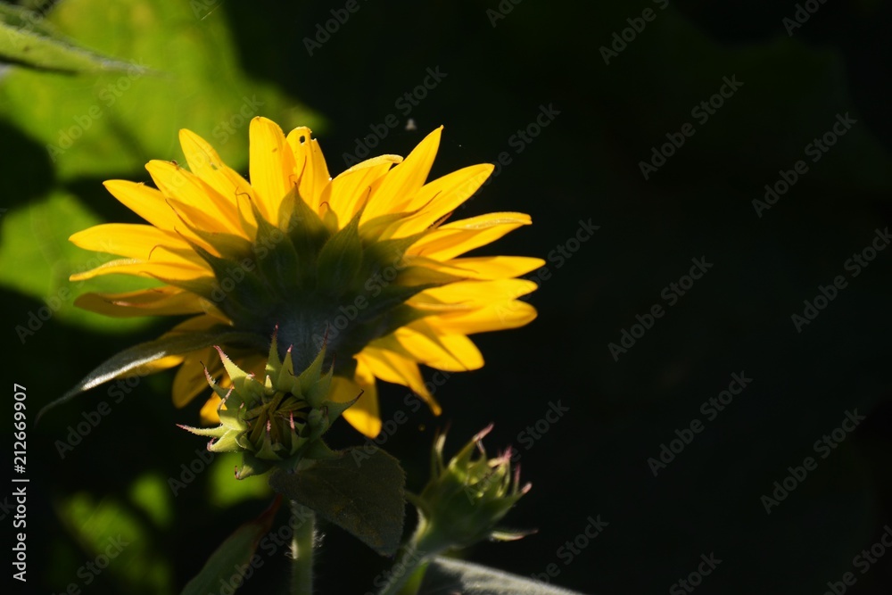 Wall mural Sunflower / Card material