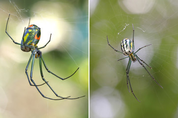Two Focus Stacked Images of Venusta Orchard Spider one from Top the Other from Below