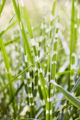 Little Zebra Japanese silver grass