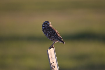 Owl Perched