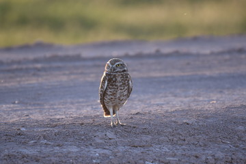 Owl Standing