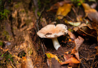 Forest mushrooms in the grass. Gathering mushrooms. Mushroom photo, forest photo, forest mushroom, forest.