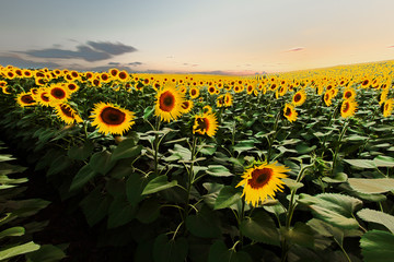 Sunflower fields during sunset. Digital composite of a sunrise over a field of golden yellow sunflowers