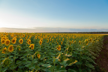 Sunflower fields during sunset. Digital composite of a sunrise over a field of golden yellow sunflowers