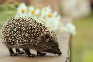 Cute hedgehog with smiling face. Walk on garden table with a bouquet of field chamomiles. © Max
