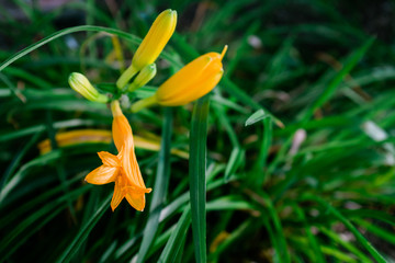 Obraz premium Close up of Yellow Lilies about to Bloom