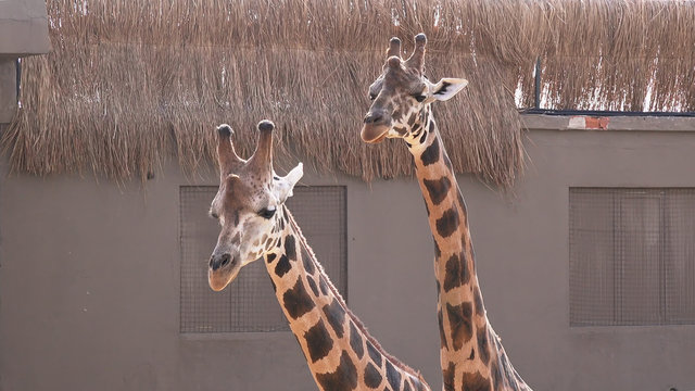 Couple of giraffes, close up