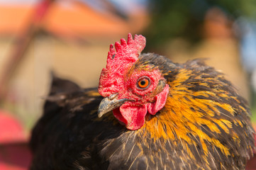 Chicken at the farm
