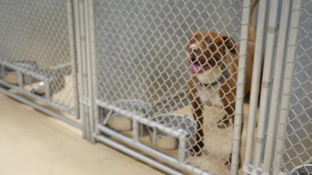 Pit bull Locked up for bad behavior.