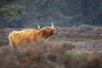 Closeup of brown red Highland cattle, Scottish cattle breed (Bos taurus) with big long horns