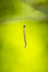 Closeup of a pest larvae caterpillars of the Yponomeutidae family or ermine moths, formed communal webs around a tree.