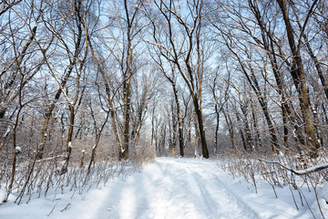 Frosty morning in the forest. Russian winter is the calmest and quiet time of the year, when all nature is asleep, covered with a white blanket of soft snow