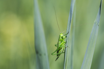 Great Green Bush-cricket, Tettigonia viridissima