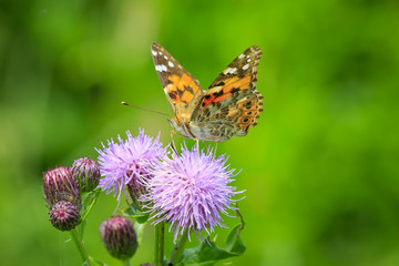 Painted Lady butterfly, vanessa cardu, feeding © Sander Meertins