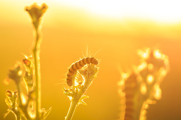 Yellow and black striped Cinnabar caterpillars feeding during sunset