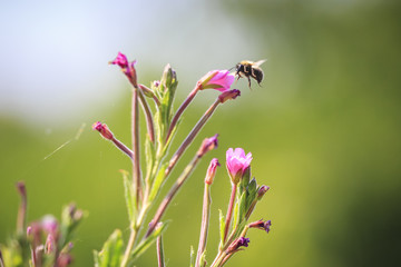 Honey bee insect pollination