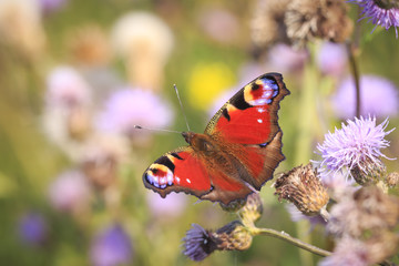 Peacock butterfly inachis io resting