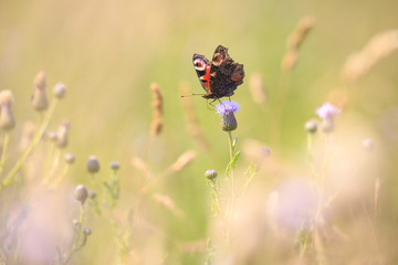 European Peacock butterfly Aglais io feeding