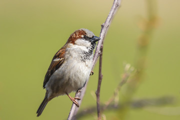 Closeup of a male House Sparrow bird (passer domesticus) foraging in a hedge