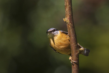 Eurasian or wood nuthatch bird (Sitta europaea) perched on a branch, foraging in a forest
