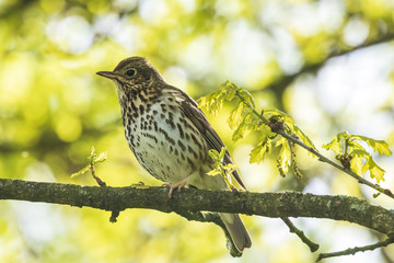 Closeup of a Song thrush Turdus philomelos bird singing in a tree