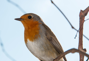 Beautiful robin in the garden