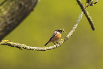 Male Stonechat, Saxicola rubicola, perching with catch