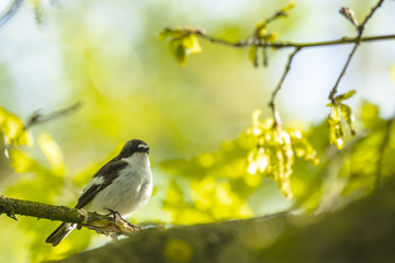 Obraz premium Closeup of a European pied flycatcher bird (Ficedula hypoleuca) perching on a branch, singing.