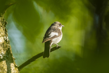 Closeup of a European pied flycatcher bird (Ficedula hypoleuca) perching on a branch, singing.