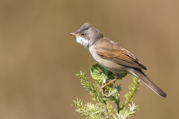 Whitethroat bird, Sylvia communis, singing