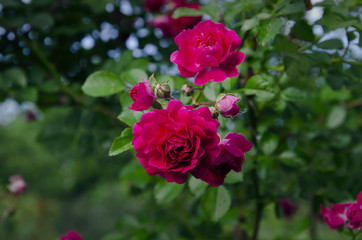 rose blooming red flowers