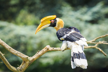 Closeup portrait of a Great hornbil, great Indian hornbill or great pied hornbill, Buceros...