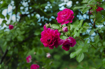 rose blooming red flowers