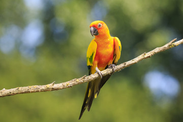 Closeup of sun parakeet or sun conure Aratinga solstitialis, bird.