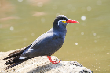 Inca tern (Larosterna inca) has a dark grey body, white moustache on both sides of its head, and red-orange beak and feet.