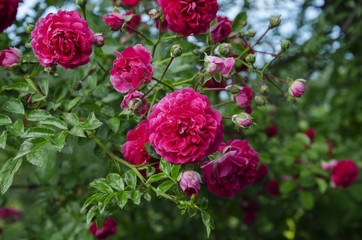 rose blooming red flowers